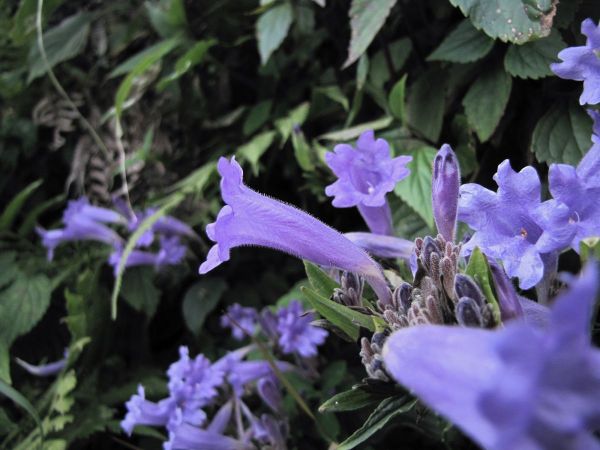 Strobilanthes dalhousieanus
Dalhousie Blue Bells (Eng) Machine (Hin)
Trefwoorden: Plant;Acanthaceae;Bloem;blauw
