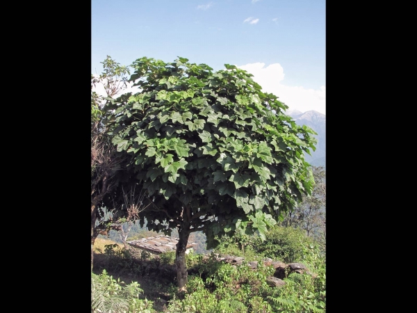 Brassaiopsis hainla
Seto Chuletro Tree (Eng) सेतो चुलेत्रो Seto Chuletro, हात्ती पाइला Hatti Paailaa (Nep)
Trefwoorden: Plan;Boom;Araliaceae