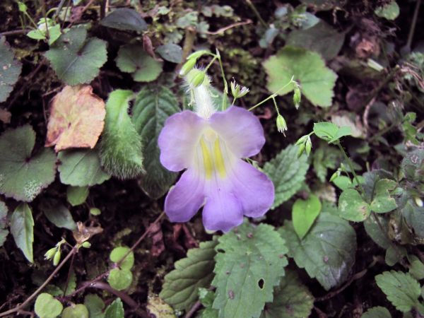 Chirita sp.
Keywords: Plant;Gesneriaceae;Bloem;violet;wit