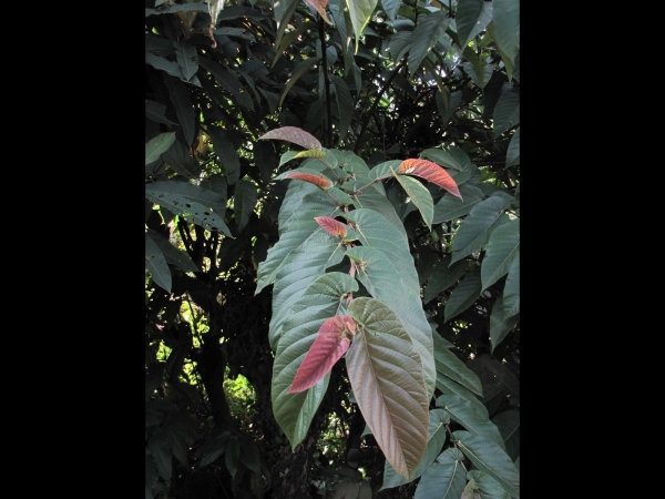 Ficus semicordata
Drooping Fig (Eng) Khaina, Bhui Goolar (Hin)  Khaniyo (Nep)
Trefwoorden: Plant;Moraceae;Boom