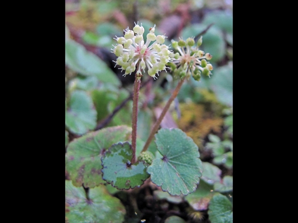 Hydrocotyle; H. himalaica
Himalayan Pennywort (Eng)  सेतो ताप्रे Seto Taapre (Nep)
Keywords: Plant;Apiaceae;Bloem;groen;wit