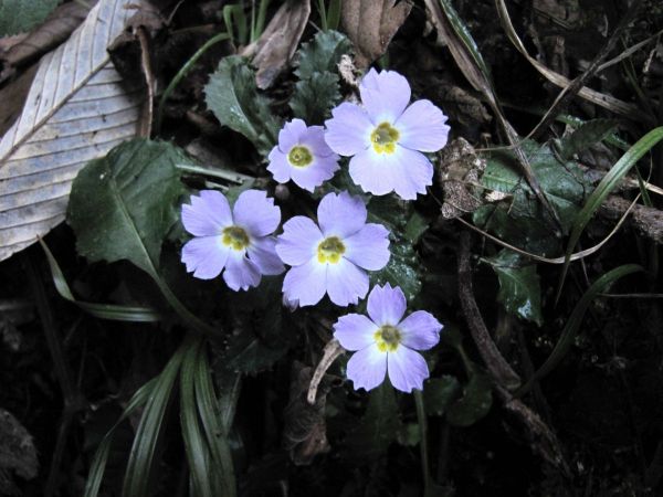 Primula edgeworthii
Edgeworth's Primrose (Eng)
Trefwoorden: Plant;Primulaceae;Bloem;violet