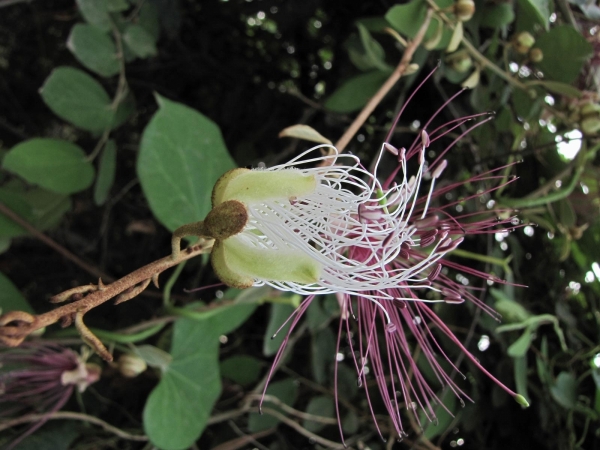 Capparis zeylanica
Ceylon Caper (Eng) Aradanda (Hin)
Trefwoorden: Plant;Capparaceae;Bloem;wit;roze;klimplant