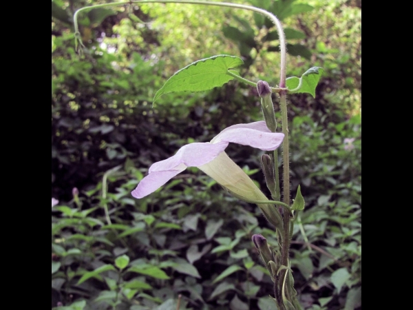 Asystasia gangetica
Ganges Primrose (Eng)
Keywords: Plant;Acanthaceae;Bloem;wit;roze