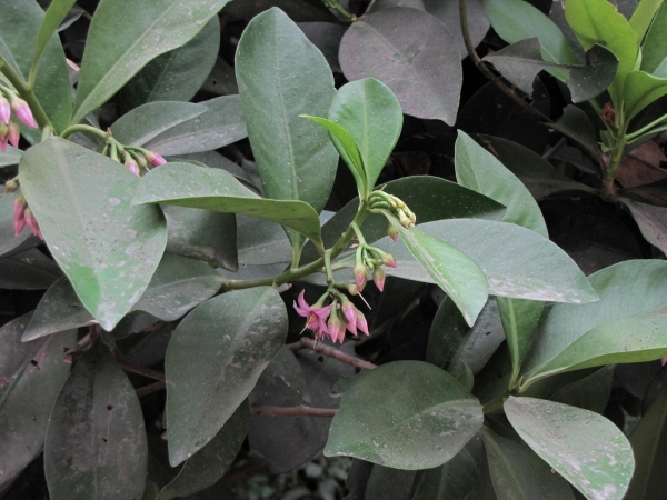 Ardisia; A. elliptica
Shoebutton Ardisia (Eng)
Trefwoorden: Plant;Primulaceae;Bloem;roze