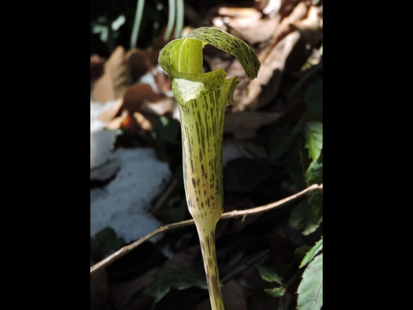 Arisaema nepenthoides
Pitcher Cobra Lily (Eng)  टुवा Tuwa (Nep)
Trefwoorden: Plant;Araceae