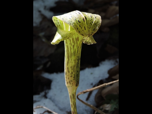 Arisaema nepenthoides
Pitcher Cobra Lily (Eng)  टुवा Tuwa (Nep)
Trefwoorden: Plant;Araceae
