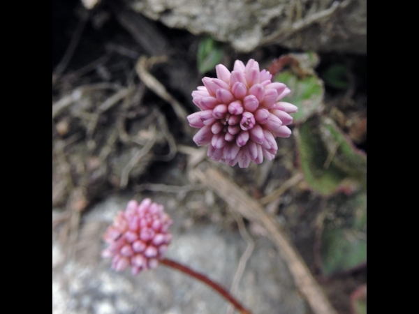 Persicaria capitata
Pink Knotweed (Eng)  रत्नाउले झार Ratnyaule jhar (Nep)
Trefwoorden: Plant;Polygonaceae;Bloem;roze