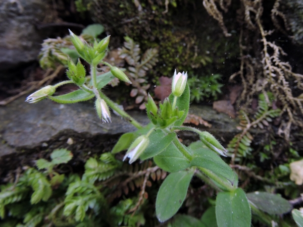 Cerastium glomeratum
Sticky Chickweed (Eng) मुस्काने Musakane (Nep)
Trefwoorden: Plant;Caryophyllaceae;Bloem;wit