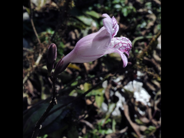 Mackaya macrocarpa
Trefwoorden: Plant;struik;Acanthaceae;Bloem;wit;roze
