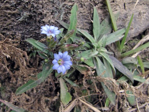 Gentiana; G. squarrosa
Overlapping-Leaves Gentian (Eng)
Keywords: Plant;Gentianaceae;Bloem;blauw
