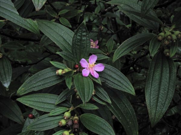 Osbeckia; O. wightiana
Trefwoorden: Plant;Melastomataceae;Bloem;purper