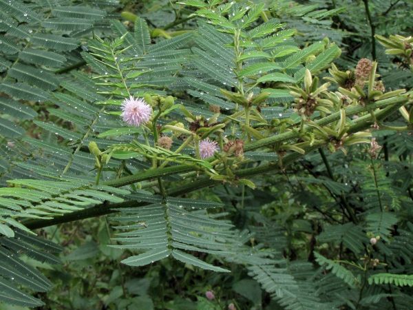Mimosa pigra
Giant Sensitive Tree (Eng) Maiyarap Yak (Thai)
Trefwoorden: Plant;struik;Fabaceae;Bloem;roze