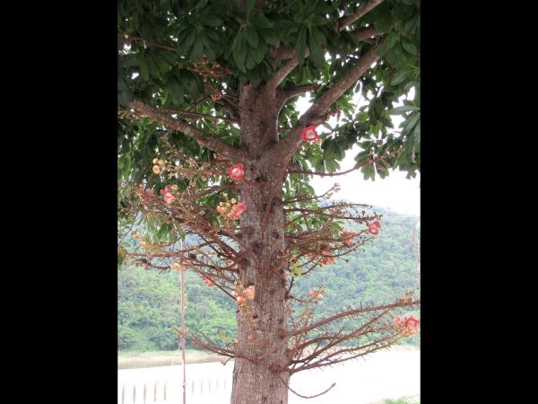 Couroupita guianensis
Sala Tree, Cannonball Tree (Eng) Sala Lankaa (Thai) Nagalinga (Hin) - showing cauliflory (flowers growing from the trunk)
Keywords: Plant;Boom;Lecythidaceae;Bloem;roze