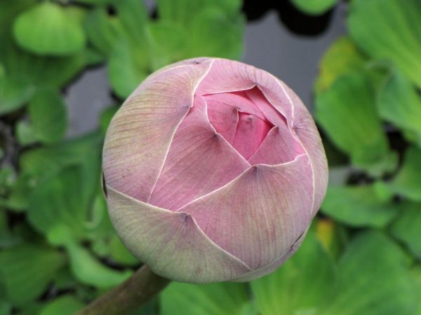 Nelumbo nucifera
Lotus (Eng) Bua (Thai) Chhuk (Khmer)
Trefwoorden: Plant;Nelumbonaceae;Bloem;roze;wit;waterplant