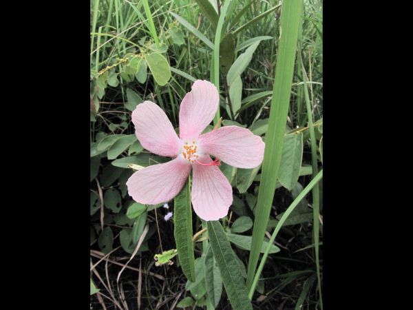Hibiscus sp.
Keywords: Plant;Malvaceae;Bloem;roze