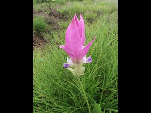 Curcuma alismatifolia
Siam Tulip (Eng) Pathumma (Thai) Safraanwortel (Ned)
Keywords: Plant;Zingiberaceae;Bloem;roze