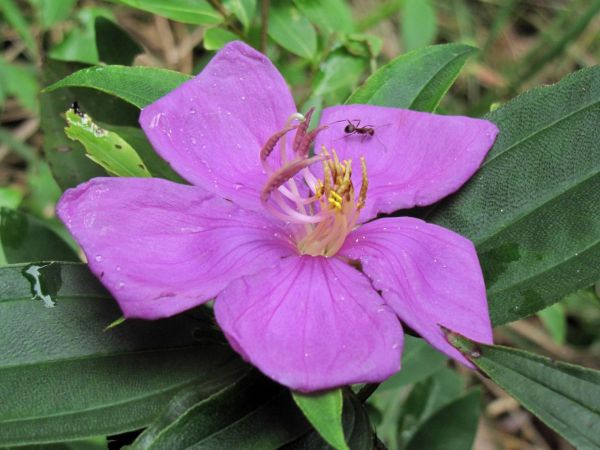 Osbeckia chinensis
Starry Osbeckia (Eng)
Trefwoorden: Plant;Melastomataceae;Bloem;roze;purper