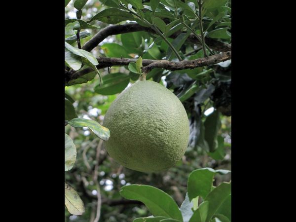 Citrus maxima
Pomelo (Eng) Som-oh (Thai) Krôoch Thlông (Khmer) - fruit
Trefwoorden: Plant;Boom;Rutaceae;vrucht;cultuurgewas