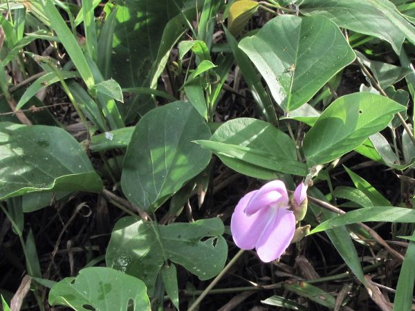 Canavalia; C. gladiata
Sword Bean (Eng) Thua-Phra (Thai) Sânndaèk Triës (Khmer)
Keywords: Plant;Fabaceae;Bloem;roze;cultuurgewas