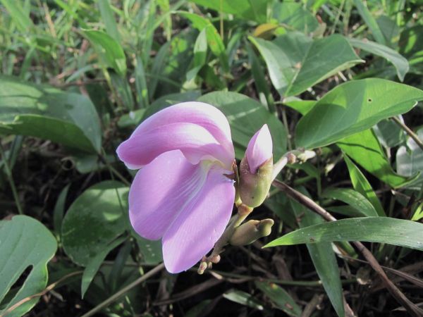 Canavalia; C. gladiata
Sword Bean (Eng) Thua-Phra (Thai) Sânndaèk Triës (Khmer)
Keywords: Plant;Fabaceae;Bloem;roze;cultuurgewas