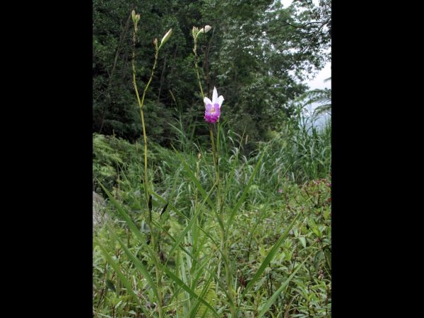 Arundina graminifolia
Bamboo Orchid (Eng) Ueang Pai (Thai) Phanyar (Malay)
Keywords: Plant;Orchidaceae;Bloem;purper;wit