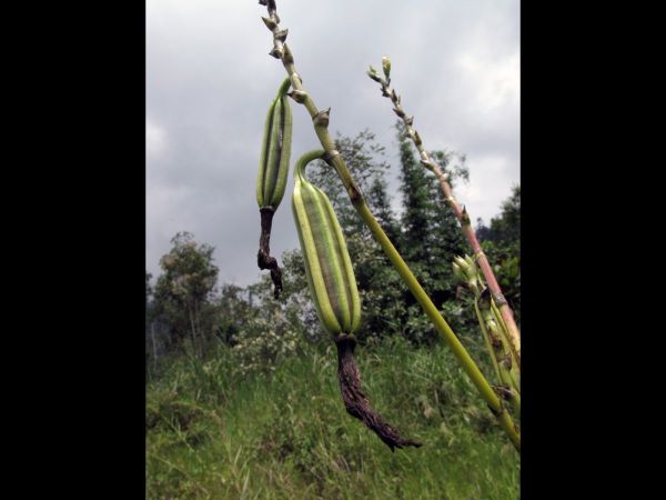 Arundina graminifolia
Bamboo Orchid (Eng) Ueang Pai (Thai) Phanyar (Malay) - fruits
Keywords: Plant;Orchidaceae;vrucht