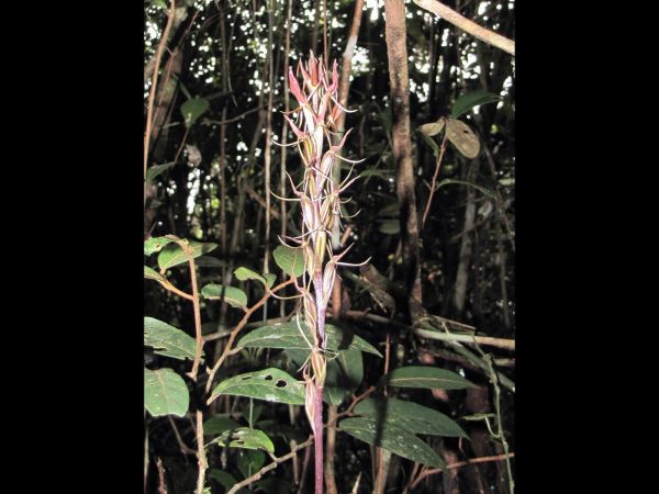 Cryptostylis arachnites
Golden Cricket Orchid, Spider-Like Cryptostylis (Eng) Ueang Maeng Mum (Thai)
Keywords: Plant;Orchidaceae;Bloem;roze;rood