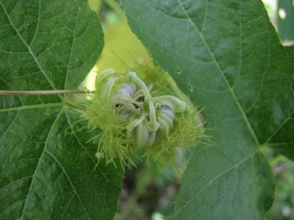Passiflora foetida
Bush Passion Fruit, Stinking Passionflower (Eng)
Trefwoorden: Plant;Passifloraceae;Bloem;wit