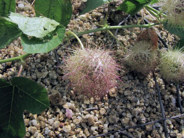 Passiflora foetida
Bush Passion Fruit, Stinking Passionflower (Eng)
Trefwoorden: Plant;Passifloraceae