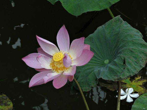 Nelumbo nucifera
Sacred Lotus (Eng) Seroja (Ind)
Trefwoorden: Plant;Nelumbonaceae;Bloem;roze;wit