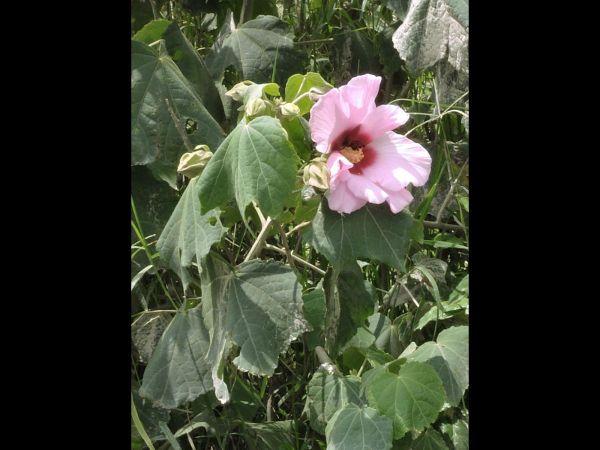 Hibiscus syriacus
Rose of Sharon, Rose Mallow (Eng) Bunga Sharon (Ind) 
Trefwoorden: Plant;Malvaceae;Bloem;roze