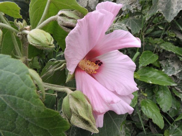 Hibiscus syriacus
Rose of Sharon, Rose Mallow (Eng) Bunga Sharon (Ind) 
Trefwoorden: Plant;Malvaceae;Bloem;roze