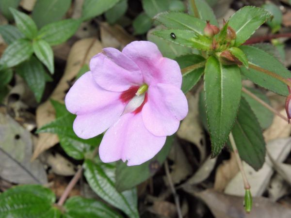 Impatiens platypetala
Trefwoorden: Plant;Balsaminaceae;Bloem;roze;rood