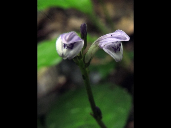Gymnostachyum decurrens
Keywords: Plant;Acanthaceae;Bloem;purper;paars