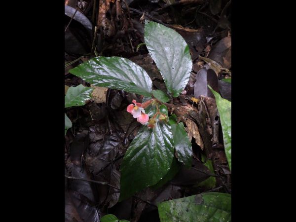 Begonia sp.
Keywords: Plant;Begoniaceae;Bloem;roze;wit