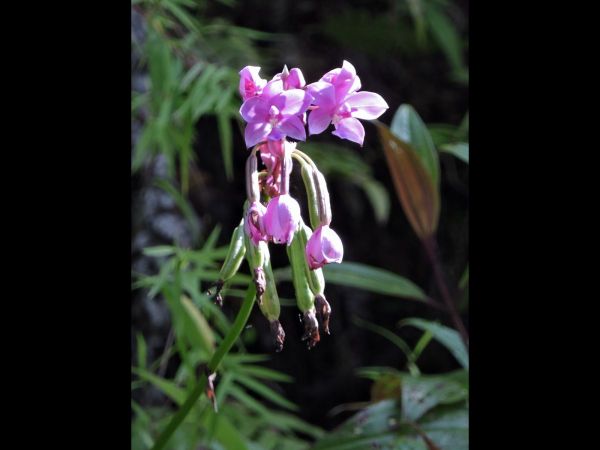 Spathoglottis spicata
Ground Orchid (Eng) - flowers and fruits
Trefwoorden: Plant;Orchidaceae;Bloem;purper