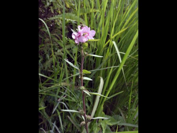 Urena lobata
Caesarweed (Eng) Pulutan (Ind)
Trefwoorden: Plant;Malvaceae;Bloem;roze