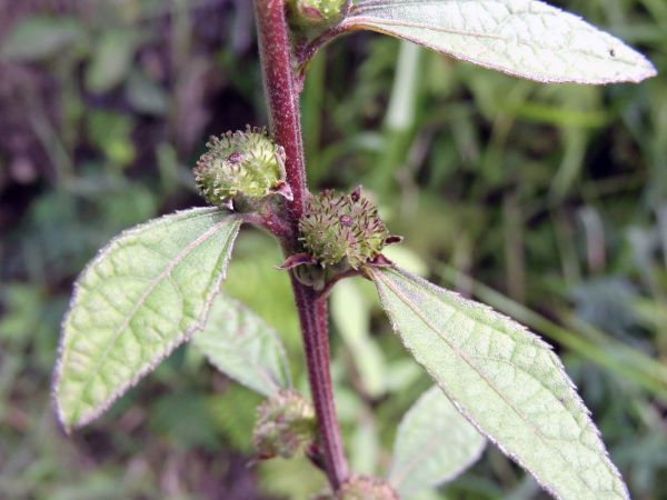 Urena lobata
Caesarweed (Eng) Pulutan (Ind) - fruit
Keywords: Plant;Malvaceae;vrucht