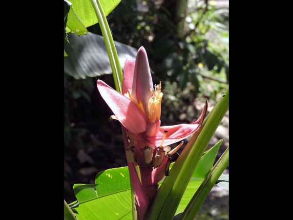 Musa velutina
Pink Banana (Eng)
Trefwoorden: Plant;Musaceae;Bloem;roze