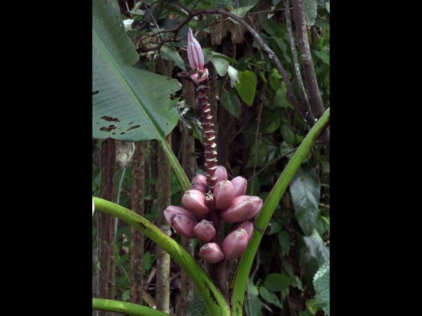 Musa velutina
Pink Banana (Eng) - flower and fruits
Trefwoorden: Plant;Musaceae;Bloem;roze