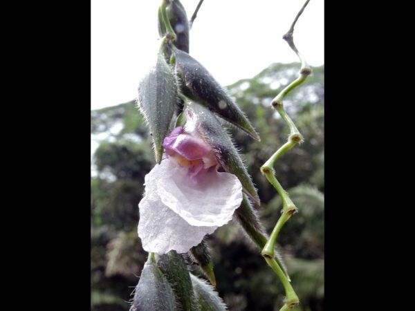 Thalia geniculata
Arrowroot (Eng)
Trefwoorden: Plant;Maranthaceae;Bloem;purper;roze;wit;waterplant