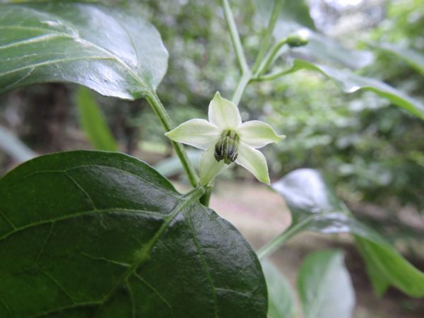Capsicum frutescens
Chilli Pepper (Eng) Cabai kathur (Ind)
Trefwoorden: Plant;Solanaceae;Bloem;groen;wit;cultuurgewas
