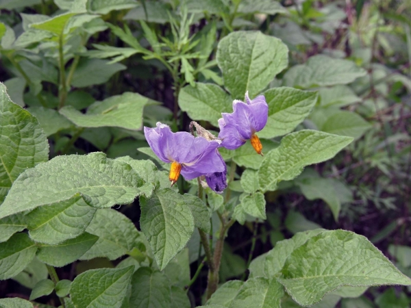 Solanum tuberosum
Potato (Eng) Kentang (Ind) Aardappel (Ned)
Trefwoorden: Plant;Solanaceae;Bloem;paars;cultuurgewas