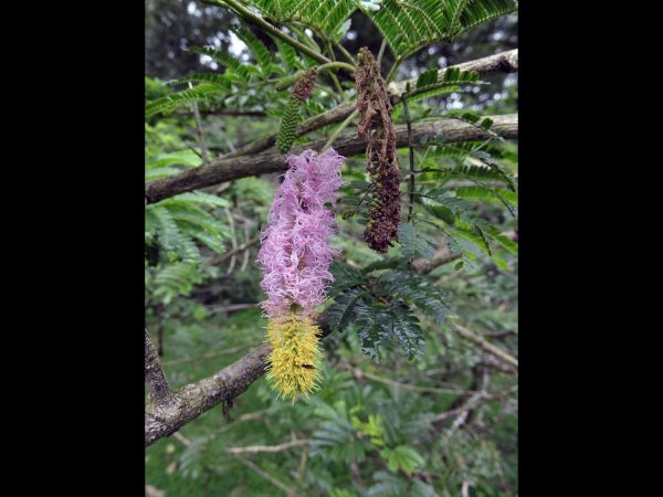Dichrostachys cinerea
Sickle Bush (Eng)
Keywords: Plant;Boom;Fabaceae;Bloem;geel;roze