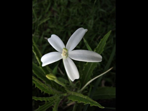 Hippobroma longiflora
Star of Bethlehem (Eng)
Trefwoorden: Plant;Campanulaceae;Bloem;wit