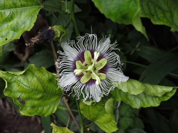 Passiflora edulis
 Passionflower (Eng) Markisa Manis (Ind)
Trefwoorden: Plant;Passifloraceae;Bloem;purper;wit;cultuurgewas