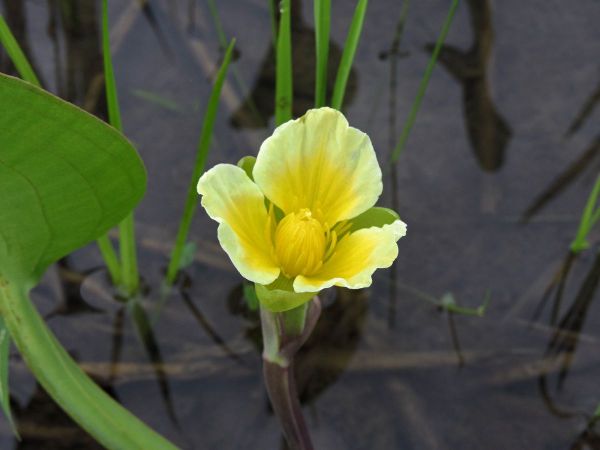 Limnocharis flava
Yellow Sawah Lettuce (Eng) Genjer (Ind) 
Trefwoorden: Plant;Alismataceae;Bloem;geel;waterplant
