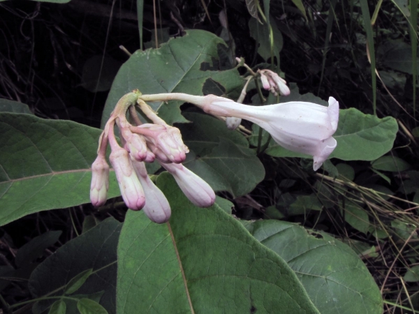 Argyreia mollis
Argyreia (Eng) Khruea Phuu Ngoen (Thai)
Keywords: Plant;Convolvulaceae;Bloem;roze