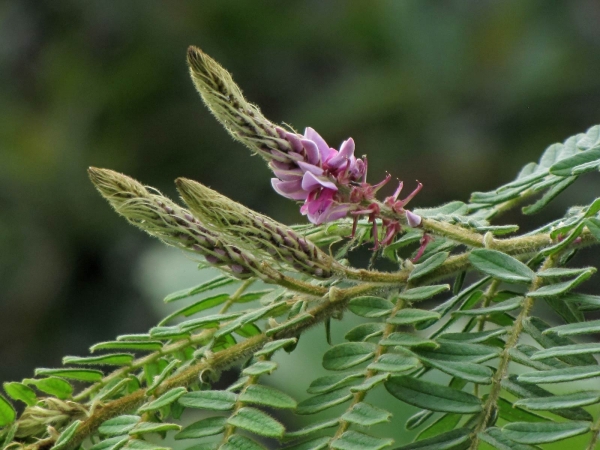 Indigofera stachyodes
Spike-flower Indigo (Eng)
Trefwoorden: Plant;struik;Fabaceae;Bloem;rood;roze